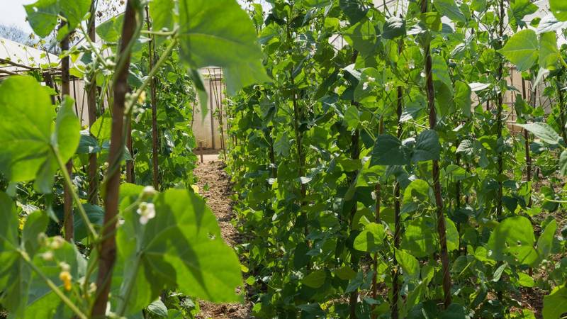 Thriving organic vegetable garden at The Namkhan resort in Luang Prabang, with fresh greens and climbing vines for farm-to-table dining.