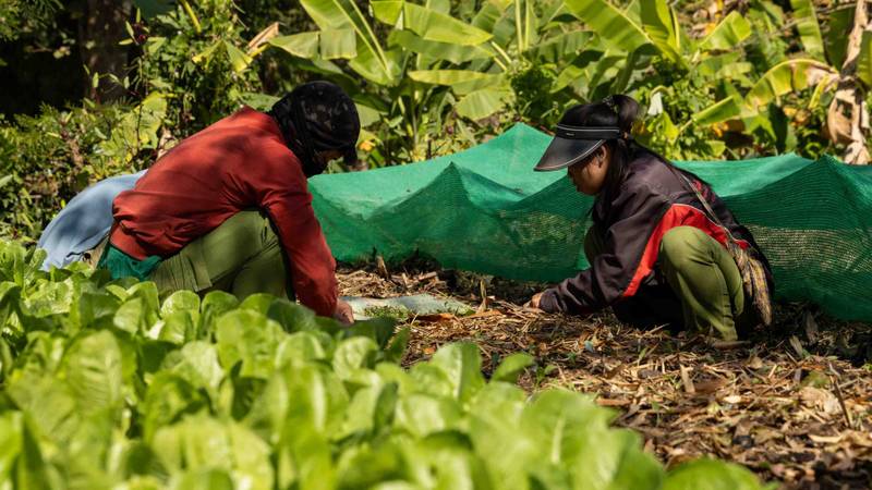 Two farmers tending to rows of fresh lettuce and leafy greens in Namkhan's organic garden, surrounded by banana trees and shade netting