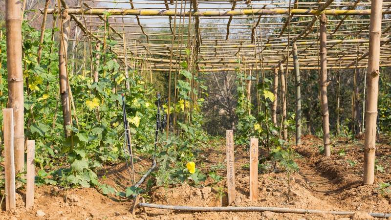 Bamboo trellis structure over vegetable garden rows at The Namkhan resort's organic farm in Luang Prabang, supporting sustainable farm-to-table dining