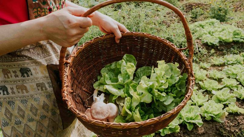 Guest holding wicker basket filled with freshly picked lettuce and mushrooms from Namkhan's organic vegetable garden in northern Laos
