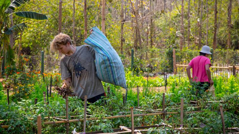 Guests harvesting organic vegetables at The Namkhan's farm in Luang Prabang, Laos, surrounded by tropical gardens and bamboo forest.