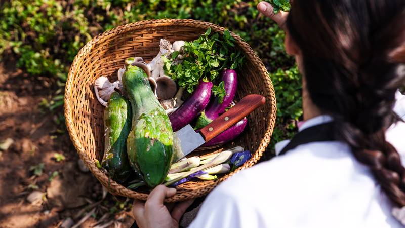 Guest holding woven basket filled with fresh organic vegetables including eggplant, zucchini, mushrooms and herbs harvested from garden